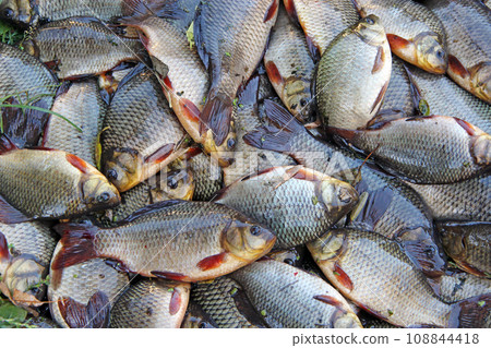 Caught crucians. Successful fishing. Fresh fish carp. Caught crucians. Successful fishing. Fresh fish carp. 108844418