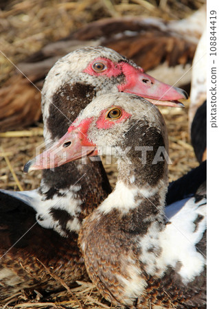 Muscovy ducks have a rest in poultry. Duck friendship. Couple of beloved Muscovy ducks have a rest in poultry. Duck friendship. Couple of beloved 108844419