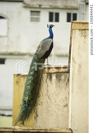 Majestic peacock stands atop rustic wall, showcasing iridescent plumage. Exotic bird displays vibrant tail feathers in serene habitat. 108844441