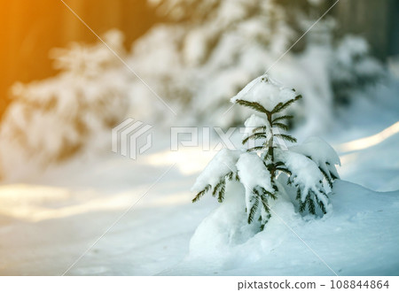 Young tender spruce tree with green needles covered with deep snow and hoarfrost on bright colorful copy space background. Merry Christmas and Happy New Year greeting card. 108844864