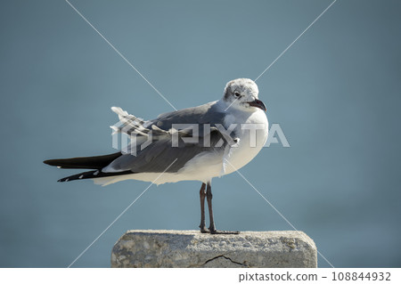 Wild seagull water bird perching on harbor railing in Florida. Wildlife in Southern USA Wild seagull water bird perching on harbor railing in Florida. Wildlife in Southern USA 108844932
