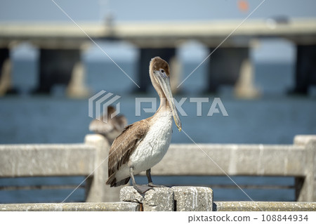 Wild pelican water bird perching on railing in front of Sunshine Skyway Bridge over Tampa Bay in Florida. Wildlife in Southern USA 108844934