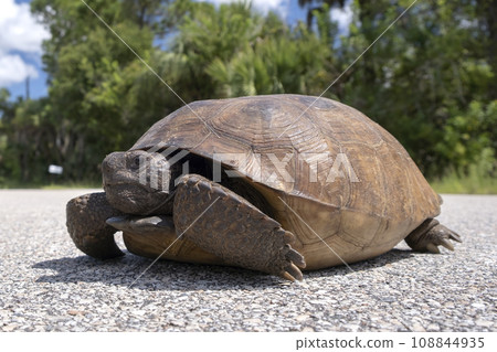 Wild Gopher Tortoise crossing rural road in Florida, USA. Endangered turtle walking on highway pavement. Wildlife protection Wild Gopher Tortoise crossing rural road in Florida, USA. Endangered turtle walking on highway pavement. Wildlife protection 108844935