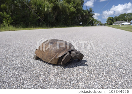 Wild Gopher Tortoise crossing rural road in Florida, USA. Endangered turtle walking on highway pavement. Wildlife protection 108844936