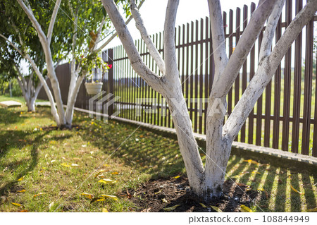 Whitewashed bark of fruit trees growing in sunny orchard garden on blurred green copy space background. Gardening and agriculture, protective procedure concept. 108844949
