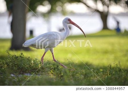 White ibis wild bird, also known as great egret or heron walking on grass in town park in summer 108844957