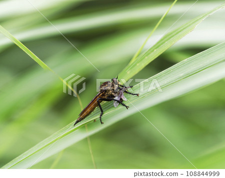 Shioyab who captured the prey 108844999