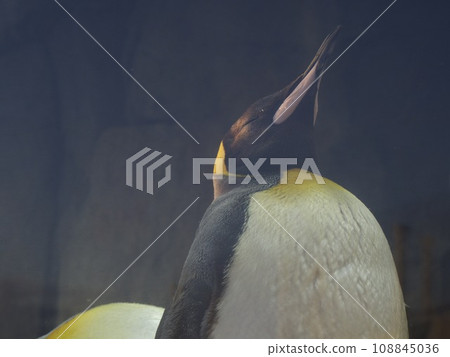 丈夫企鵝 丈夫企鵝 108845036