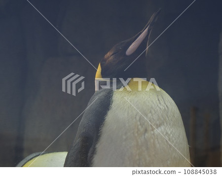 丈夫企鵝 丈夫企鵝 108845038