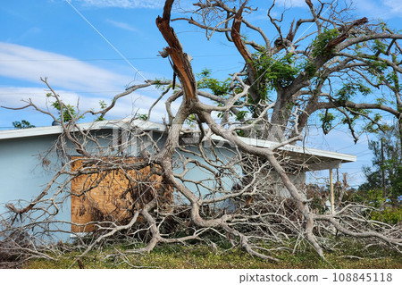 Tree removal after hurricane damage in Florida home backyard. Fallen down debris after strong tropical storm winds. Consequences of natural disaster Tree removal after hurricane damage in Florida home backyard. Fallen down debris after strong tropical storm winds. Consequences of natural disaster 108845118