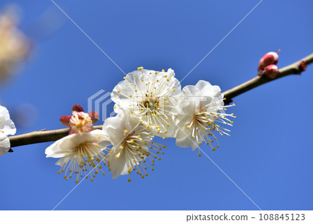 Plum blossoms on the grounds of Kitano Tenmangu Shrine, Kamigyo Ward, Kyoto City Plum blossoms on the grounds of Kitano Tenmangu Shrine, Kamigyo Ward, Kyoto City 108845123