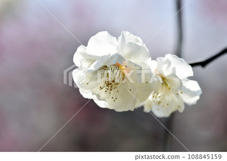 Plum blossoms on the grounds of Kitano Tenmangu Shrine, Kamigyo Ward, Kyoto City 108845159