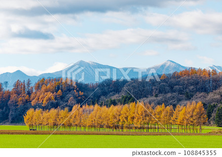 Autumn leaves of Karamatsu 108845355