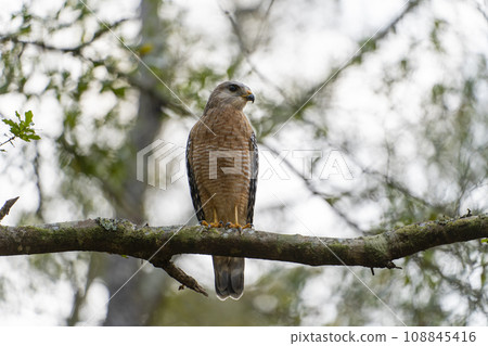 The red-shouldered hawk bird perching on a tree branch looking for prey to hunt in summer forest The red-shouldered hawk bird perching on a tree branch looking for prey to hunt in summer forest 108845416