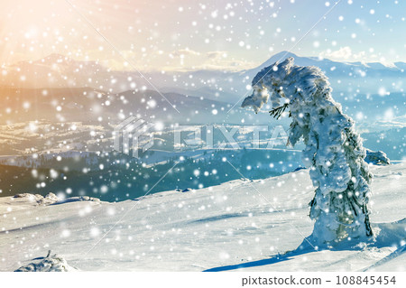 Snow covered bent little pine tree in winter mountains. Arctic landscape. Colorful outdoor scene, Happy New Year celebration concept. Artistic style post processed photo. Snow covered bent little pine tree in winter mountains. Arctic landscape. Colorful outdoor scene, Happy New Year celebration concept. Artistic style post processed photo. 108845454