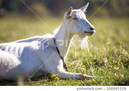 Portrait of white goat with beard on blurred bokeh background. Farming of useful animals concept. 108845529