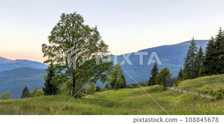 Panorama of mountains at sunset with big tree standing at front 108845678