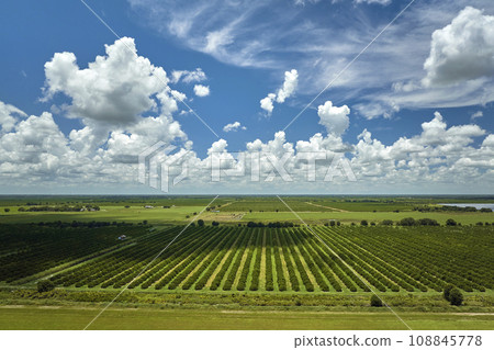 Orange grove in Florida rural farmlands with rows of citrus trees growing on a sunny day 108845778