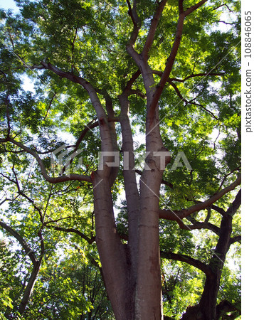 Light shines into large tree 108846065