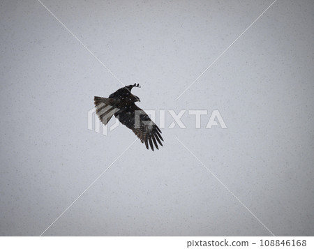 Tobi in the snowy sky 108846168