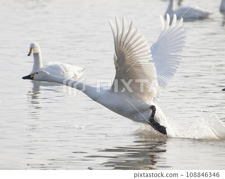 Swan running on the water 108846346