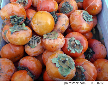 Persimmons for sale at Market Persimmons for sale at Market 108846420