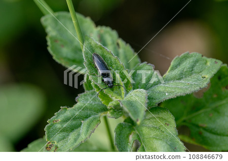 Beetle Ctenicera pectinicornis crawling on a stalk of grass .Insects are very active during the day Beetle Ctenicera pectinicornis crawling on a stalk of grass .Insects are very active during the day 108846679