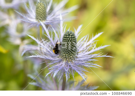 Eryngium alpinum 'Blue Star' also known as Blue Sea Holly Eryngium alpinum 'Blue Star' also known as Blue Sea Holly 108846690
