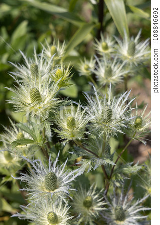 Eryngium alpinum 'Blue Jackpot' also known as Blue Sea Holly Eryngium alpinum 'Blue Jackpot' also known as Blue Sea Holly 108846692