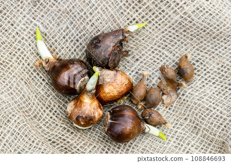 Cultivar trumpet daffodil bulbs selected for planting in the autumn garden Cultivar trumpet daffodil bulbs selected for planting in the autumn garden 108846693