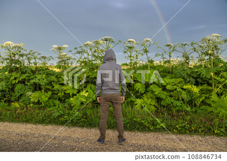 Man near Giant Hogweed Sosnowski plant. Heracleum manteggazzianum growing in the field 108846734