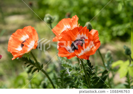 Papaver orientale Carnival. Red poppy Papaver flowers close up. Flowers in the garden. 108846763