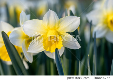 Close-up of white narcissus flowers Narcissus poeticus in spring garden 108846766