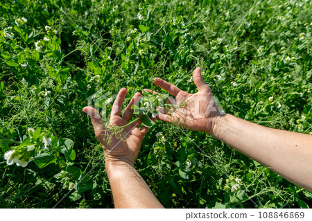 Hands holding a pea flower blooming on the branches of plants in the fields Hands holding a pea flower blooming on the branches of plants in the fields 108846869