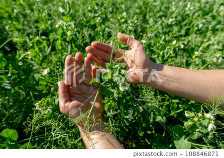 Hands holding a pea flower blooming on the branches of plants in the fields Hands holding a pea flower blooming on the branches of plants in the fields 108846871
