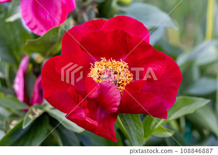 Peony variety The Mackinac Grand. Bright red peony flowers, close-up 108846887