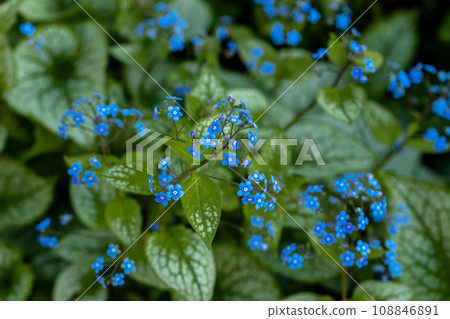 Brunnera macrophylla. Large green leaves and inflorescences with small blue flowers have formed continuous thickets. High quality photo 108846891