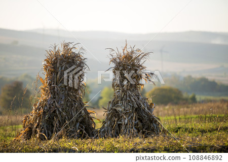Dry corn stalks golden sheaves in empty grassy field after harvest on foggy hills and cloudless blue sky copy space background at fall. Peaceful misty landscape, rural autumn panorama. 108846892