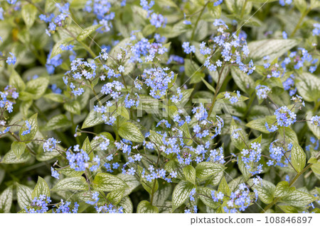 Brunnera macrophylla. Large green leaves and inflorescences with small blue flowers have formed continuous thickets. Brunnera macrophylla. Large green leaves and inflorescences with small blue flowers have formed continuous thickets. 108846897
