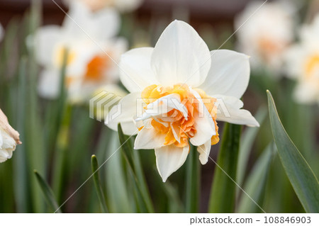 White and pink Double daffodils Narcissus Delnashaugh bloom in a garden in April White and pink Double daffodils Narcissus Delnashaugh bloom in a garden in April 108846903