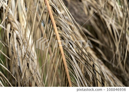 Dead palm tree with dry branches on Florida home backyard. Tree removal concept 108846936