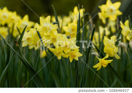 Yellow Narcissus Pipit (Narcissus poeticus) in garden 108846937