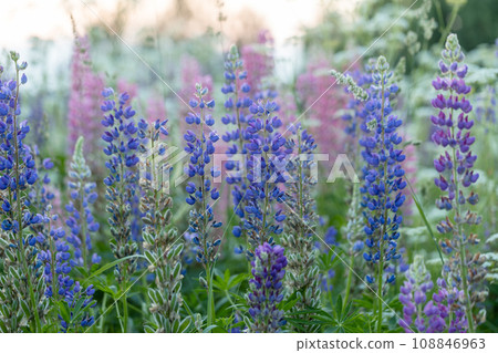 Lupine flowers in a foggy field during sunset in the Moscow region 108846963