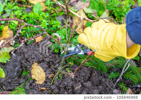 Pruning rose bushes in the fall. Garden work. The pruner in the hands of the gardener. 108846998