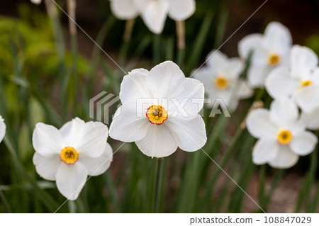 Close-up of white narcissus flowers (Narcissus poeticus) in spring garden. Beautiful daffodils against green bokeh background. 108847029