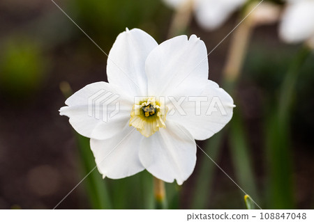 Close-up of white narcissus flowers (Narcissus poeticus) in spring garden Close-up of white narcissus flowers (Narcissus poeticus) in spring garden 108847048