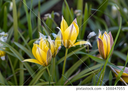 Late tulip lat.Tulipa tarda is a type of perennial, bulbous, herbaceous plants from the genus Tulip of the Liliaceae family. 108847055