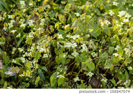 Epimedium Fukujuji close up flowered yellow blossoms in the garden in spring. 108847074