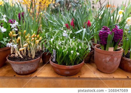 Beautiful spring little white flowers. Scilla alba 108847089