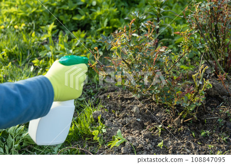 Treatment of roses from pests, aphids and fungi. Remedy for roses from diseases and pests. Treatment of roses from pests, aphids and fungi. Remedy for roses from diseases and pests. 108847095